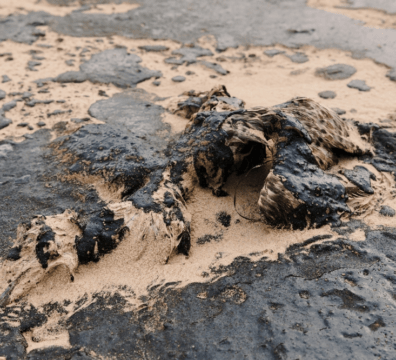 Alerta! Pantai Bintan Kembali Tercemar Limbah Minyak Hitam